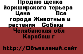 Продаю щенка йоркширского терьера  › Цена ­ 20 000 - Все города Животные и растения » Собаки   . Челябинская обл.,Карабаш г.